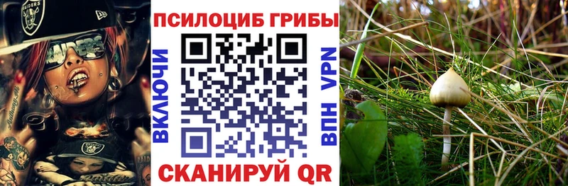 Галлюциногенные грибы Psilocybine cubensis Сольцы